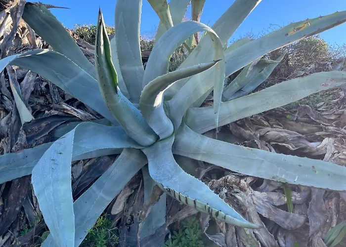 Apartment Premium Luxury-casares Del Mar-seaside *