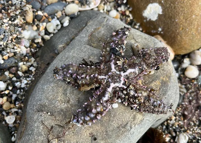 Apartamento Premium Luxury-casares Del Mar-seaside *